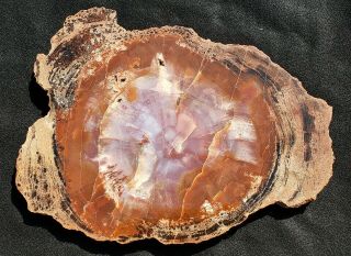 14 " Fossil Petrified Wood Round Arizona Chinle Purple Red Colors