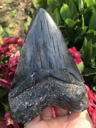 Huge Colorful Heavy 5.  80 " Megalodon Tooth Fossil Shark Teeth