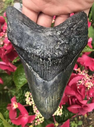 Huge Heavy 6.  02 " Megalodon Tooth Fossil Shark Teeth