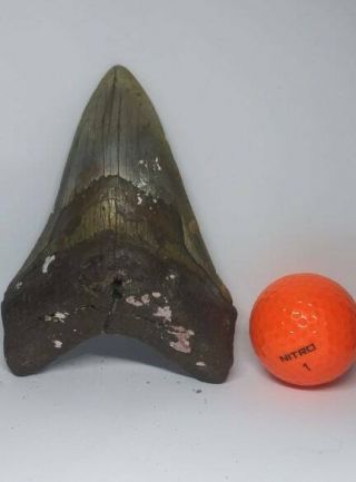 5.  13 " Megalodon Sharks Tooth Fossil 100 Authentic