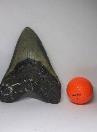 5.  37 " Megalodon Shark Tooth 100 Authentic Coloring