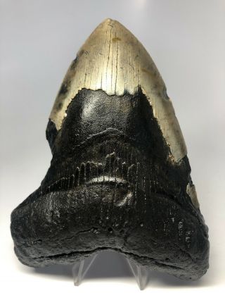 Megalodon Shark Tooth 5.  95” Huge - Natural Fossil - Real 3953
