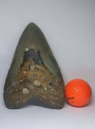 Huge 5.  67 " Megalodon Shark Tooth 100 Authentic Quality