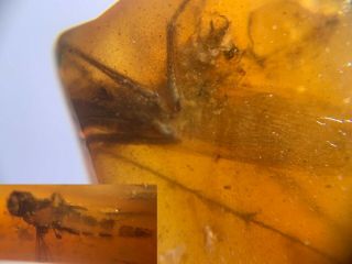 Rare Adult Mantis&gadfly Burmite Myanmar Burma Amber Insect Fossil Dinosaur Age