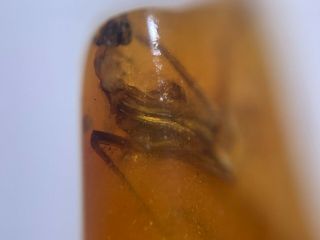Rare adult mantis&gadfly Burmite Myanmar Burma Amber insect fossil dinosaur age 2