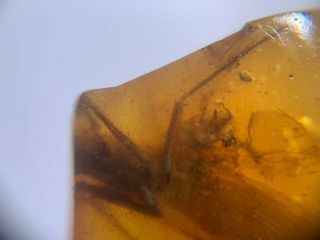 Rare adult mantis&gadfly Burmite Myanmar Burma Amber insect fossil dinosaur age 3
