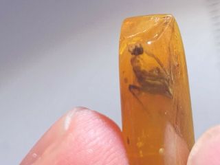 Rare adult mantis&gadfly Burmite Myanmar Burma Amber insect fossil dinosaur age 7