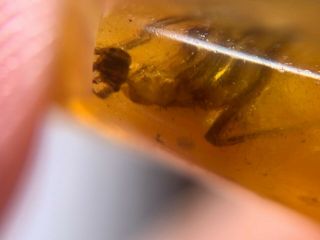 Rare adult mantis&gadfly Burmite Myanmar Burma Amber insect fossil dinosaur age 8