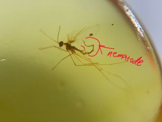 Parasitism Nematode&mosquito Burmite Myanmar Amber Insect Fossil Dinosaur Age