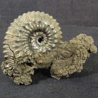 2.  3in (5.  8cm) Incredible Shine Pyrite Ammonite Kosmoceras Jurassic Russian Fossil