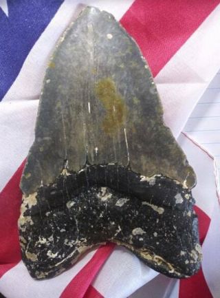 Massive Rare 6.  08 " Megalodon Shark Tooth Fossil 100 Authentic