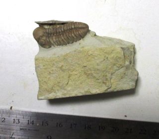 Paciphacops fossil trilobite with brachiopod,  Haragan fm,  Oklahoma Devonian. 2