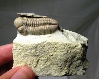 Paciphacops fossil trilobite with brachiopod,  Haragan fm,  Oklahoma Devonian. 3