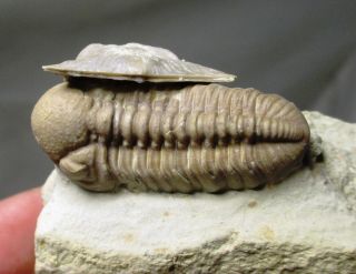 Paciphacops fossil trilobite with brachiopod,  Haragan fm,  Oklahoma Devonian. 4