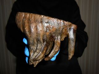 Tooth Baby Of A Woolly Mammoth Fossil！,  ！with Great Roots Preserved！！356
