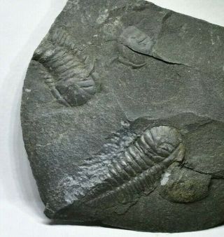 Rare Triarthrus Sp (eatoni?) Trilobite From Québec Upper Ordovician