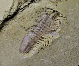 Museum Grade 3d Misszhouia Arthropod Fossil Early Cambrian Maotianshan Shales