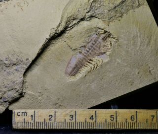 Museum Grade 3D Misszhouia Arthropod Fossil Early Cambrian Maotianshan Shales 2