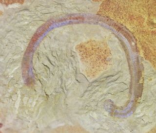 Mafangscolex Worm Fossil W.  Proboscis Early Cambrian Maotianshan Shales