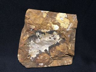 Fossils - Monster Gingko Adiantoides Paleocene North Dakota - Fossil Leaves
