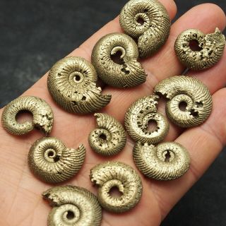 12x Quenstedtoceras 22 - 30mm Pyrite Ammonite Fossils Fossilien Russia Pendant