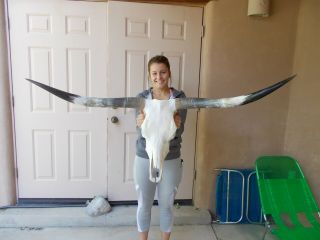 Longhorn Steer Skull 4 Feet 7 " Wide Horn Spread Mounted Bull Cow Head Horns