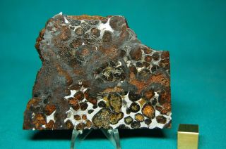 Sericho Pallasite Meteorite 99.  3 Grams