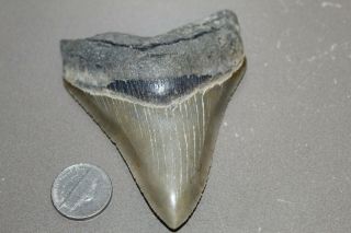 Megalodon Fossil Giant Shark Teeth Natural Large 3.  67 " Huge Commercial Grade