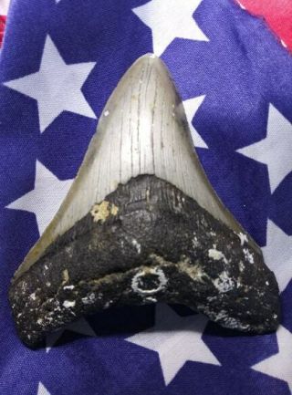 4.  45 " Megalodon Shark Tooth Fossil 100 Authentic No Repairs Top Quality