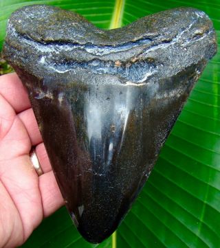 Megalodon Shark Tooth - Over 5 & 1/2 In.  Real Fossil Sharks Teeth - Jaw