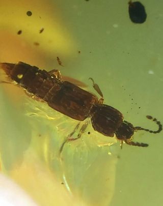 Uncommon Rove Beetle Burmite Myanmar Burmese Amber Insect Fossil Dinosaur Age