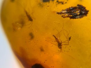2 Gall Midge Mosquito Fly Burmite Myanmar Burma Amber Insect Fossil Dinosaur Age