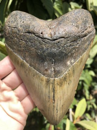 Huge Solid 5.  33” Megalodon Tooth Fossil Shark Teeth