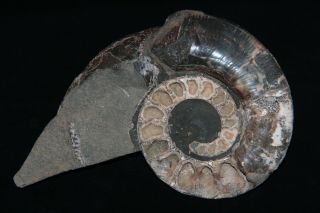 Rare Heteromorph Ammonite Pseudocrioceratites Cretaceous Russia Fossil