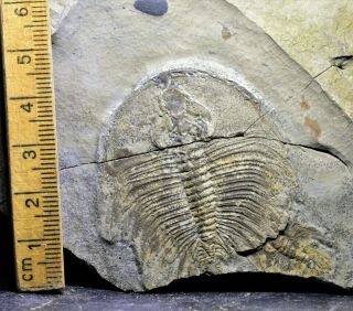 Stunning Rare Olenellus Fowleri,  Chiefensis Duo,  Pioche,  Nevada,  Lower Cambrian