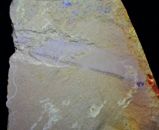 Rare Chordate - Like Unknown Fossil Early Cambrian Maotianshan Shales