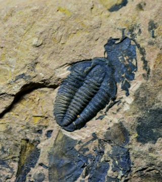 Perfect Hewenia Cf.  Typica Trilobite Fossil,  Sandu Fm,  Late Cambrian