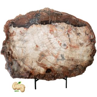 Amysave: Polished Petrified Wood Slab Madagascar 9 Lb 15 Oz