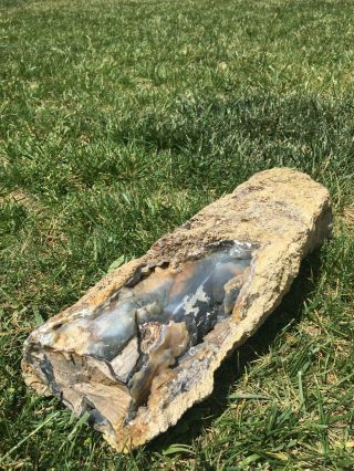 Blue Forest Petrified Wood - Long Bubbly Blue Log From Eden Valley 2 6