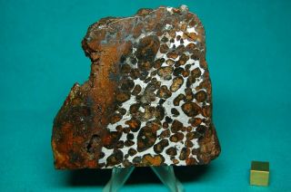 Sericho meteorite Pallasite 238.  5 grams 2