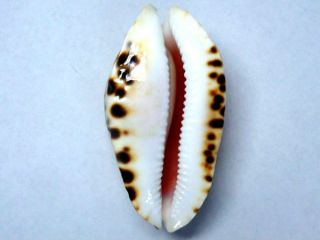 Seashell,  Cowry Cypraea Marginata Consueta 2