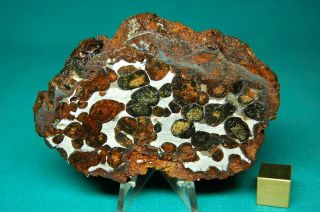 Sericho Pallasite Meteorite 59.  2 Grams