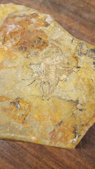 Frog Fossil Miocene Shanwang Shandong China