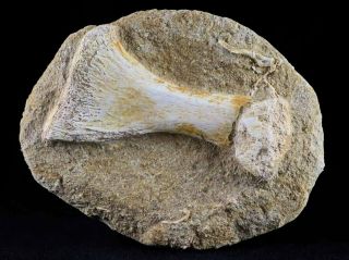 Mosasaur Fossil Paddle Bone In Matrix Cretaceous Dinosaur Era 80 Million Yrs Old