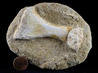 Mosasaur Fossil Paddle Bone In Matrix Cretaceous Dinosaur Era 80 Million Yrs Old 2