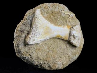 Mosasaur Fossil Paddle Bone In Matrix Cretaceous Dinosaur Era 80 Million Yrs Old 3