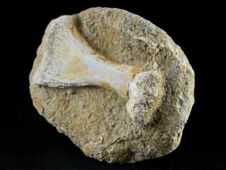 Mosasaur Fossil Paddle Bone In Matrix Cretaceous Dinosaur Era 80 Million Yrs Old 4