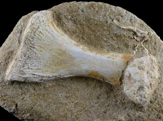 Mosasaur Fossil Paddle Bone In Matrix Cretaceous Dinosaur Era 80 Million Yrs Old 5