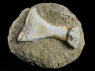Mosasaur Fossil Paddle Bone In Matrix Cretaceous Dinosaur Era 80 Million Yrs Old 6