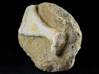 Mosasaur Fossil Paddle Bone In Matrix Cretaceous Dinosaur Era 80 Million Yrs Old 7